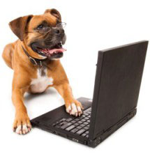 dog-on-computer