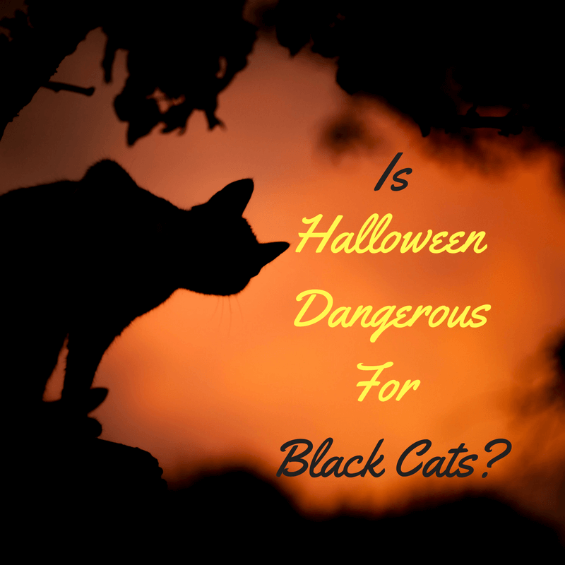 Is Halloween Dangerous For Black Cats? - Doobert.com