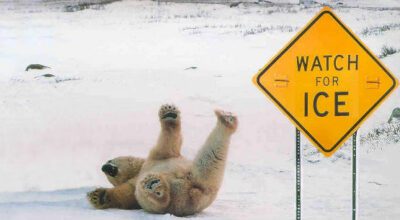 polar-bear-ice-fall-over2