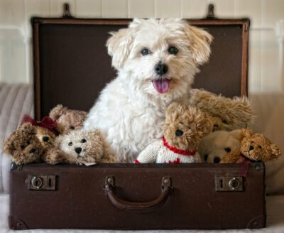 dog-suitcase