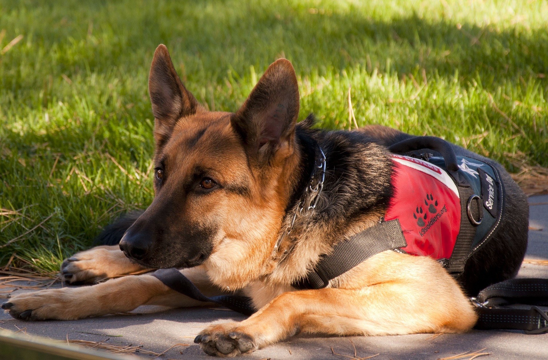 training your service dog