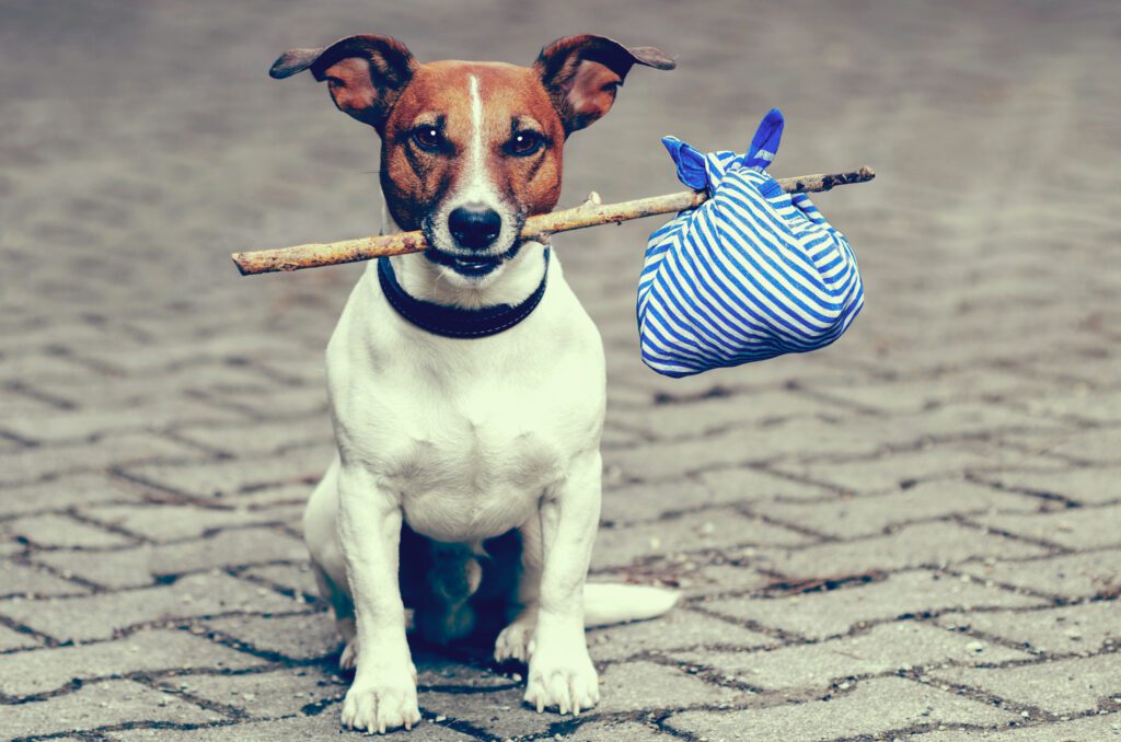 rehome, rehoming, dog moving