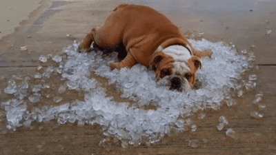 summer dog cooling off