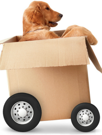 moving dog