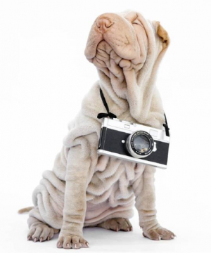 Animal Photography
