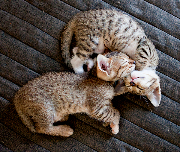 fostering a kitten