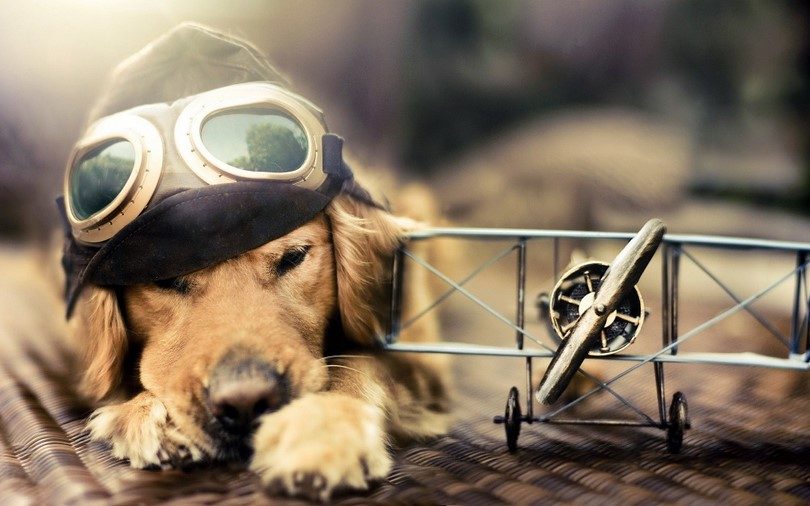 Dog in airplane