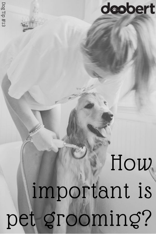 How important is dog grooming_