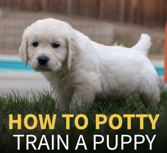 potty training