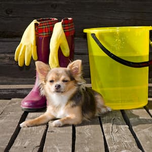 Washing your dog