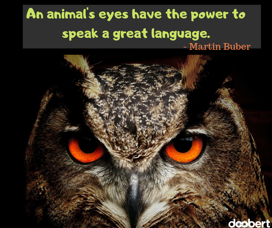 An animal's eyes have the power to speak a great language. - Martin Buber
