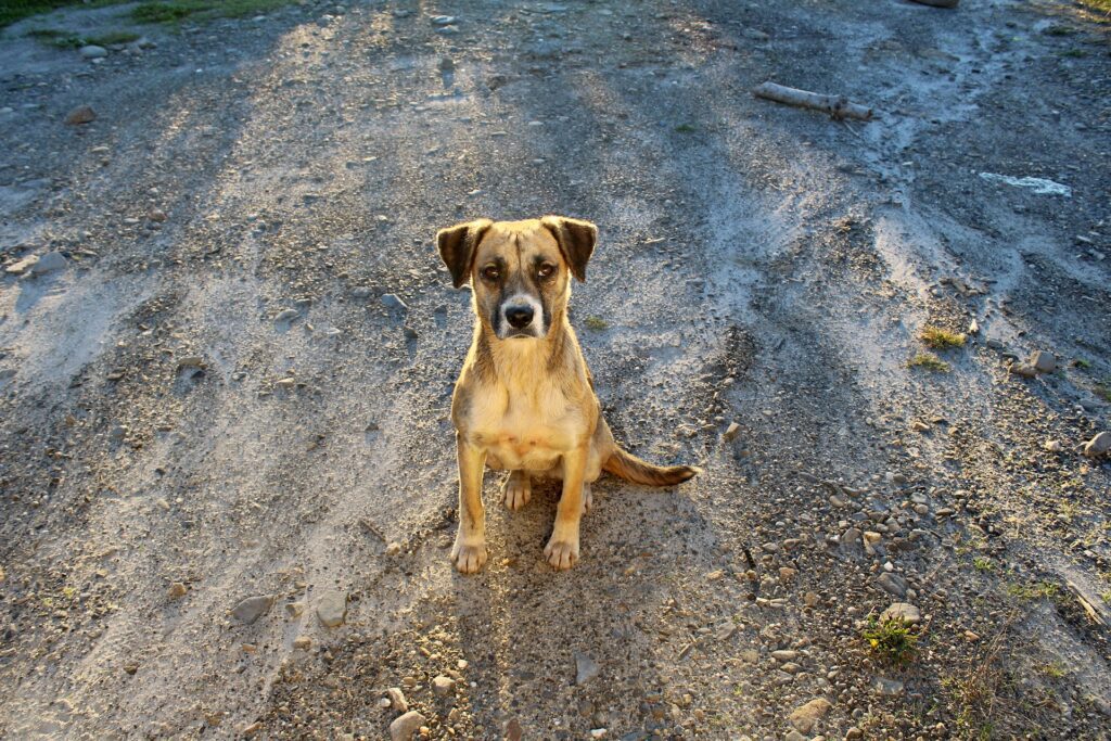 My mission is to rescue. My dream is that one day, I won't have to.