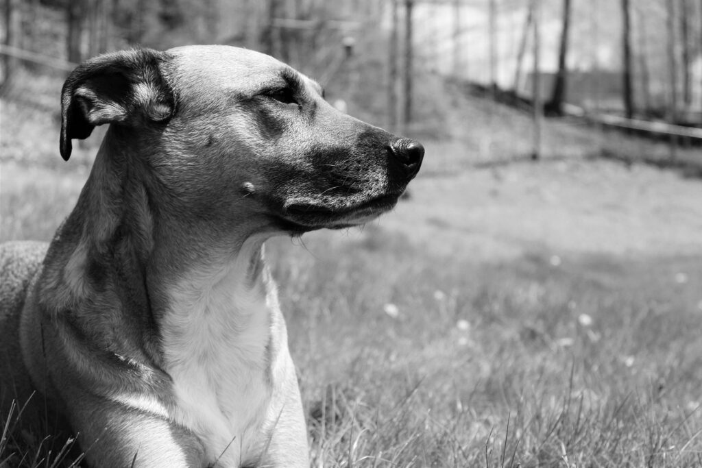 A lover will give you a kiss. A friend will give you a hug. But a dog will give you his heart.