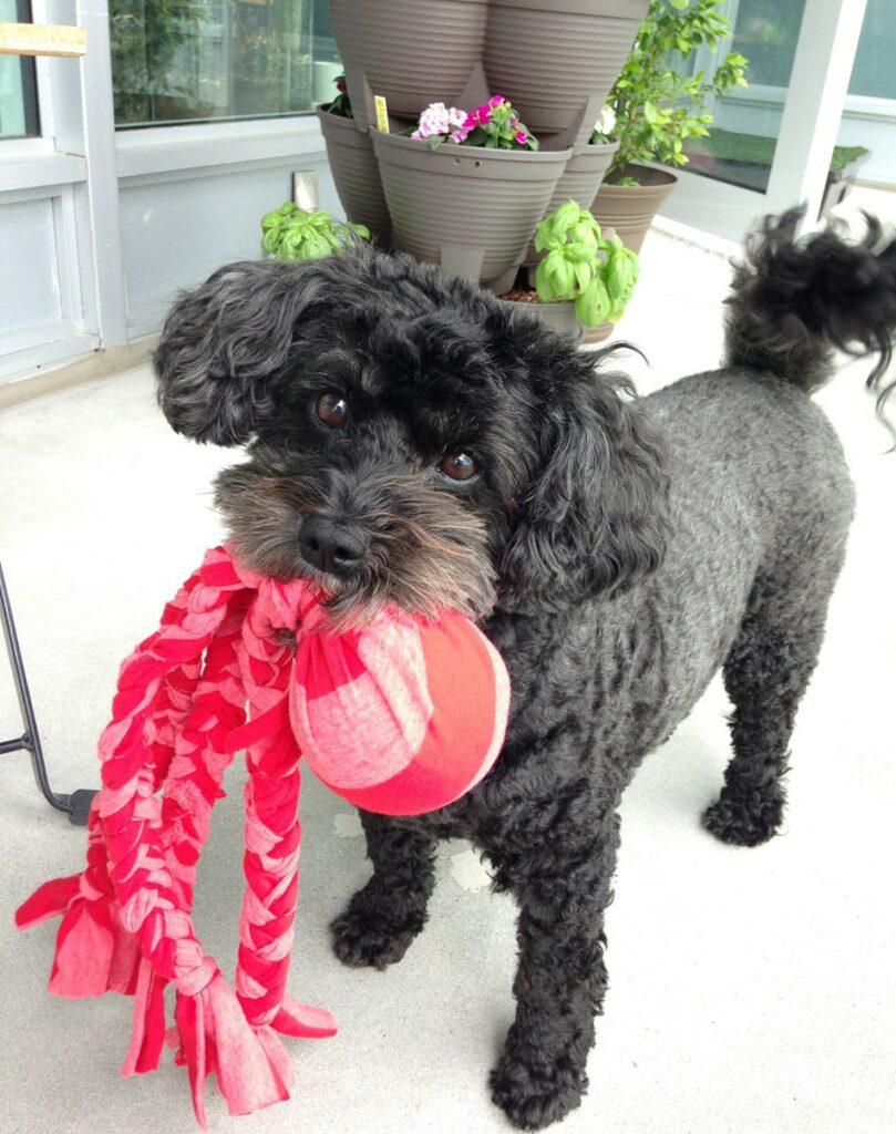 DIY Doggie Tug Toy