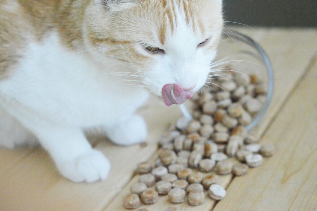 Salmon Cat Treats