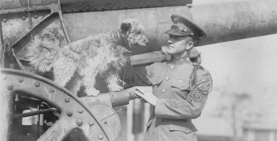National K9 Veterans Day : Top 5 Legendary War Dogs