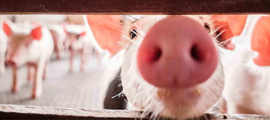 National Pig Day: 8 Pig Facts You Probably Didn’t Know