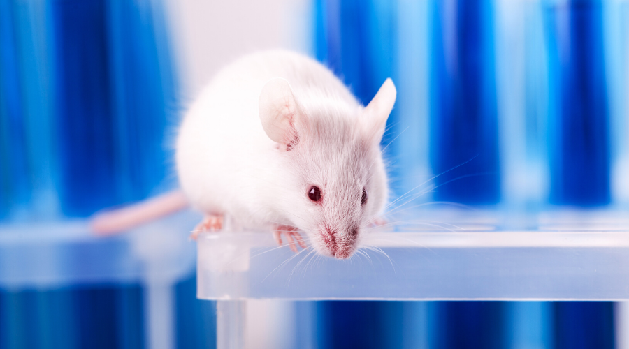 7 Things You Can Do to Help End Animal Testing