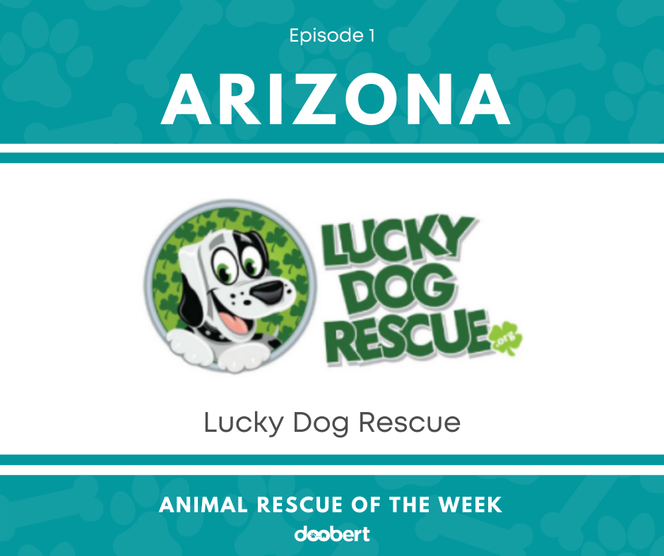 FB 1. Lucky Dog Rescue_Animal Rescue of the Week