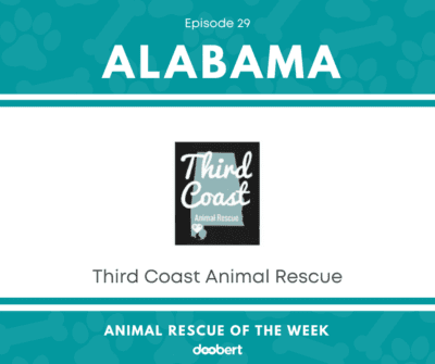 FB 29. Third Coast Animal Rescue_Animal Rescue of the Week