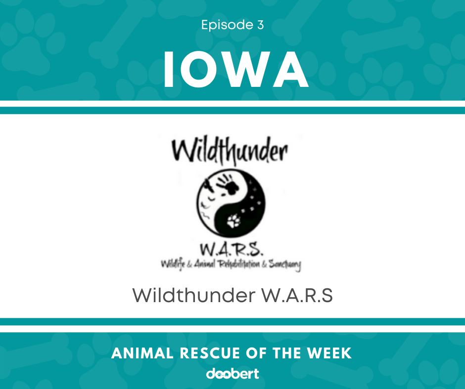 FB 3. Wildthunder W.A.R.S_Animal Rescue of the Week