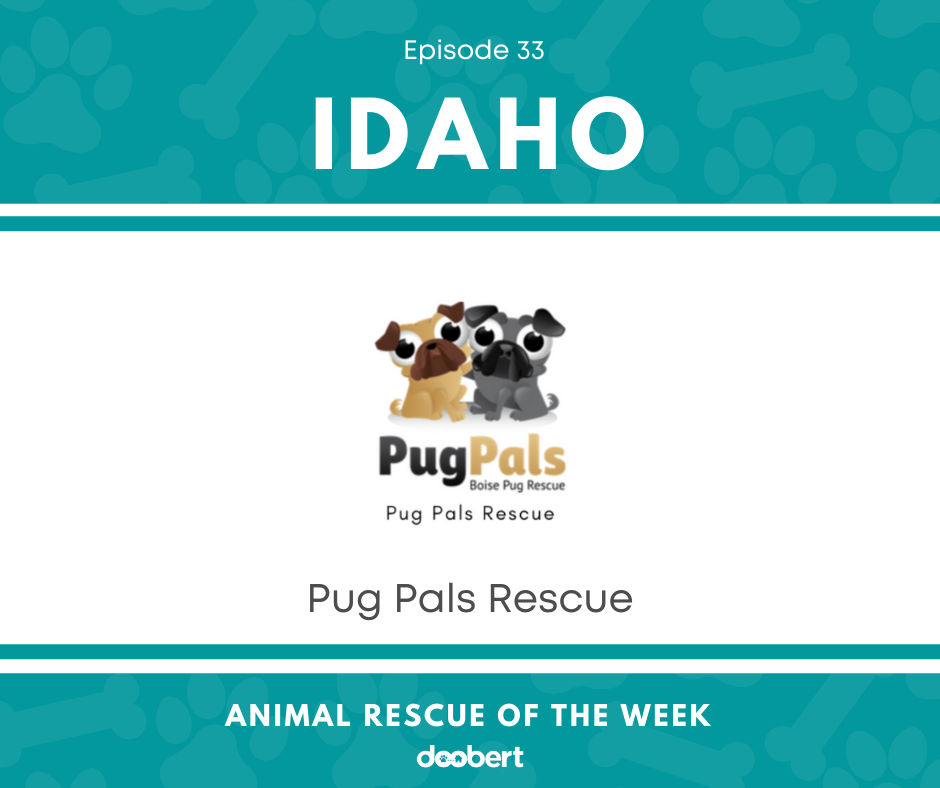 FB 33. Pug Pals_Animal Rescue of the Week