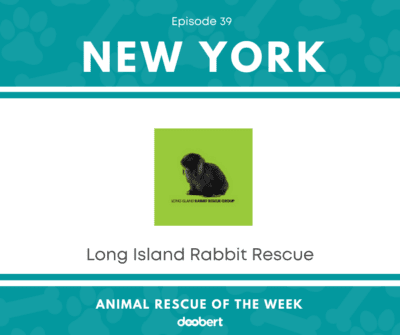 FB 39. Long Island Rabbit Rescue Group_Animal Rescue of the Week