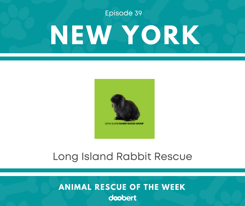 FB 39. Long Island Rabbit Rescue Group_Animal Rescue of the Week