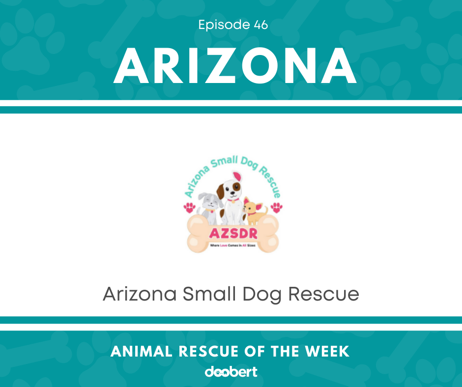 Animal Rescue of the Week: Episode 46 – Arizona Small Dog Rescue -  