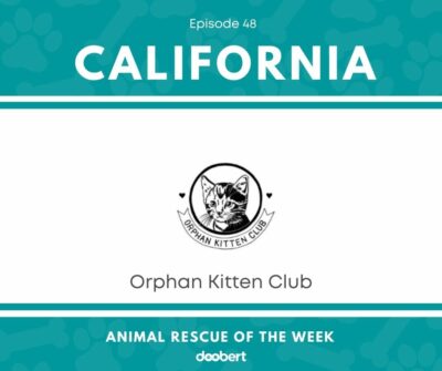 FB 48. Orphan Kitten Club_Animal Rescue of the Week