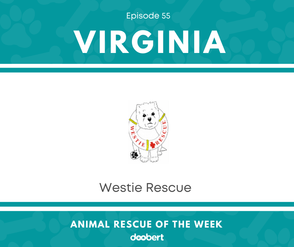 FB 55. Westie Rescue USA_Animal Rescue of the Week