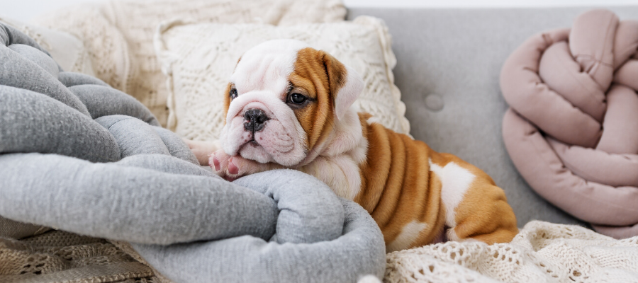 Bulldogs Are Beautiful Day: 6 Things that Make Bulldogs Beautiful (Inside and Out)