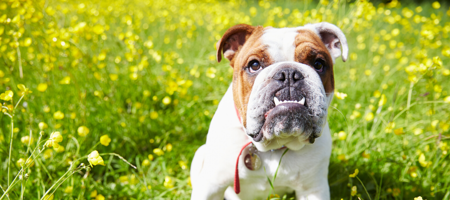 Bulldogs Are Beautiful Day: 6 Things that Make Bulldogs Beautiful (Inside and Out)