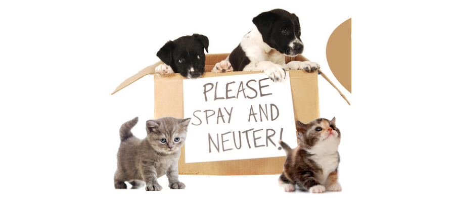 7 Ways to Help Put An End to Animal Homelessness