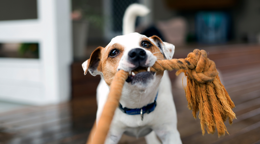 5 Ways to Entertain Your Dog While Under Quarantine