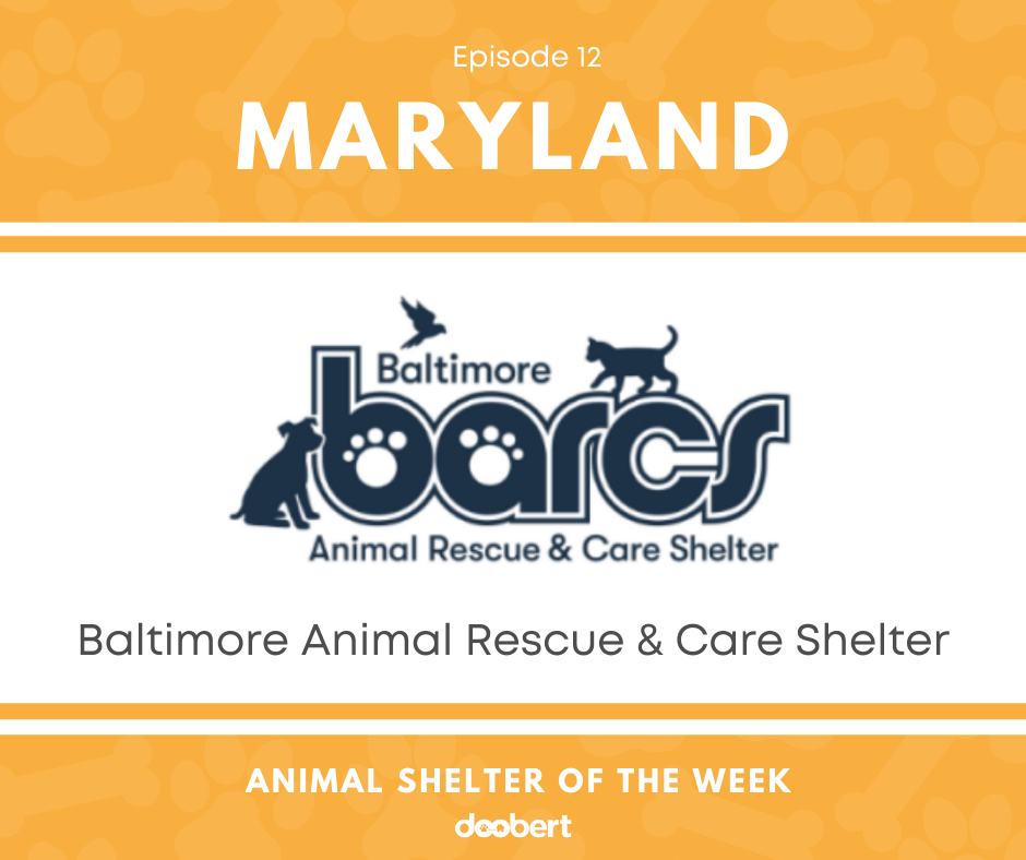 Baltimore Animal Rescue & Care Shelter