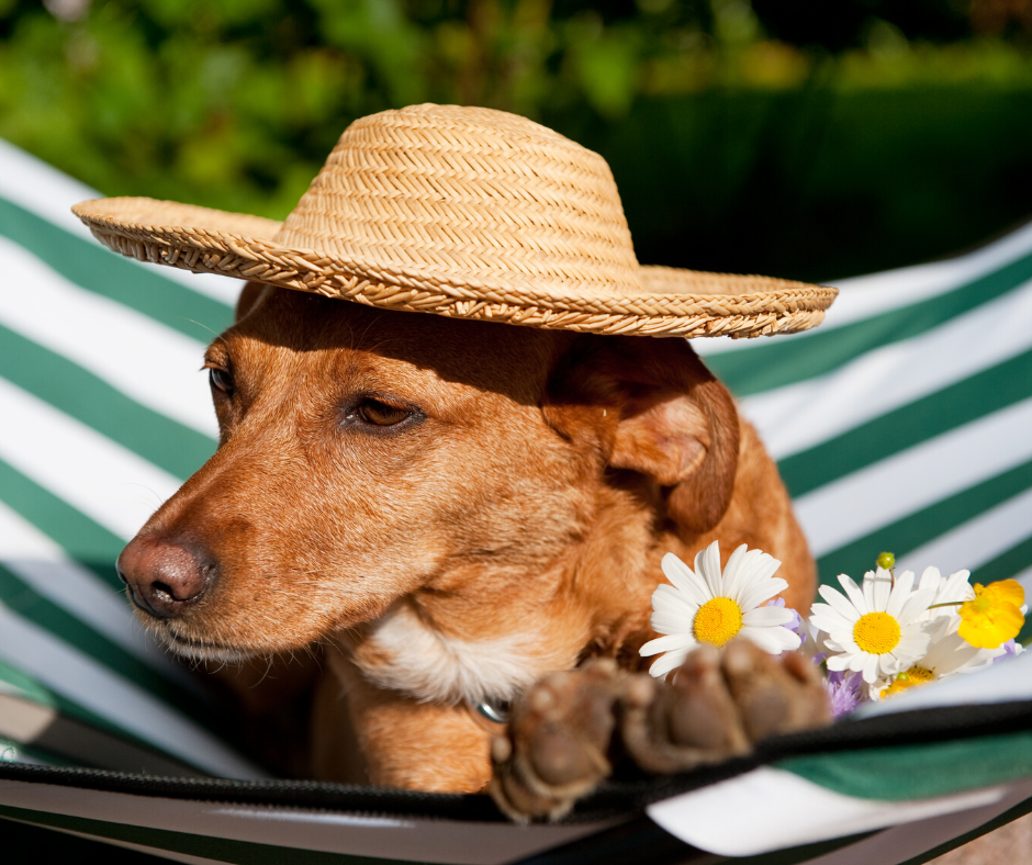 National Sunscreen Day: Do Dogs Need Sunscreen?