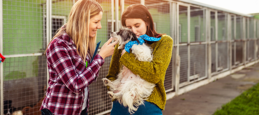 Volunteering in Animal Shelters: Your No-Prescription Happy Pill