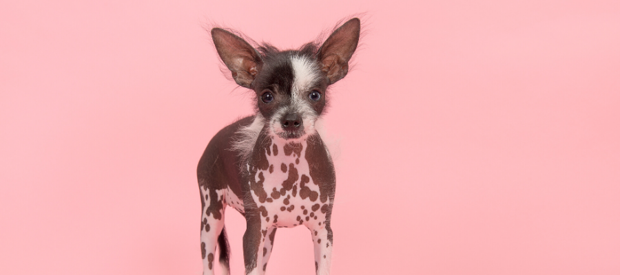 Ugly Dog Day: Why the Chinese Crested Comes On Strong as the World’s Ugliest 