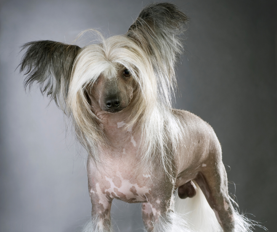 Ugly Dog Day: Why the Chinese Crested Comes On Strong as the World’s Ugliest