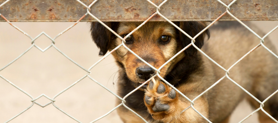7 Reasons Why Rescues Are Your Best Match