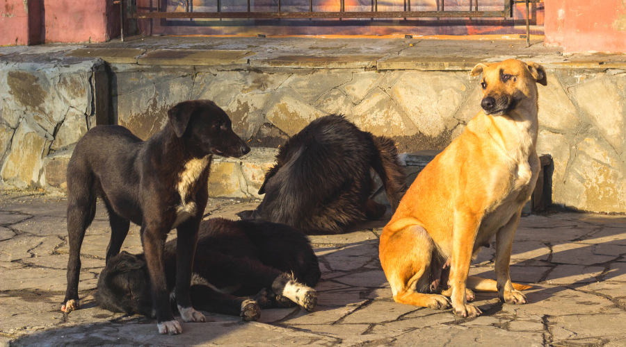 3 Simple Acts of Kindness You Can Do To Help Stray Dogs