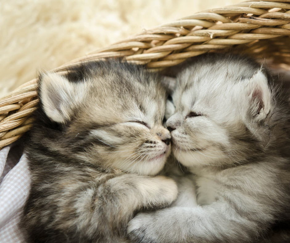 National Kitten Day: A Good Day for Kitten Dips