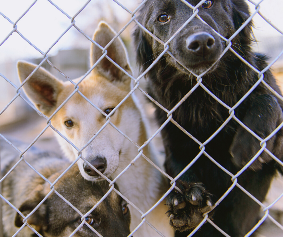 3 Ways to Help Cut Overcrowding in Animal Shelters