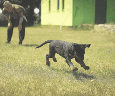 Change Your Dog's Perspective of You to Change Their Behavior | UPWARD Dogology