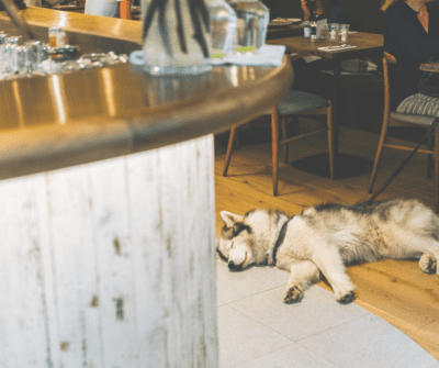 Bring Your Pup to Play As You Enjoy Beer and Conversations with Fellow Dog Lovers | Bar K