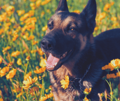 The Pawfect Hangout Spot for Sociable Dog Enthusiasts | Bark Social