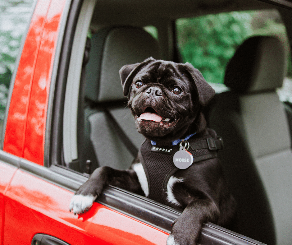 The Pet-Friendly Version of Uber and Lyft | SpotOn