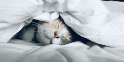 Wagmor Pets Dog Rescue Five-Star Hotel and Spa Rehomes Homeless Pets