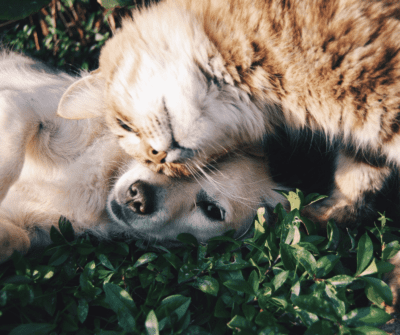 An App Designed to Save At-Risk Animals | Pet Pardon
